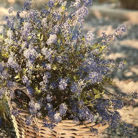 Viola Апартаменты Брюгген