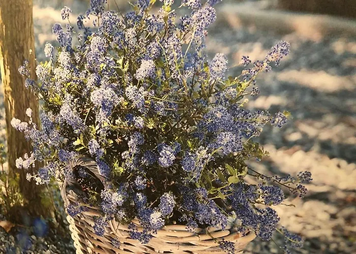 Viola Appartement Bruggen (Viersen)